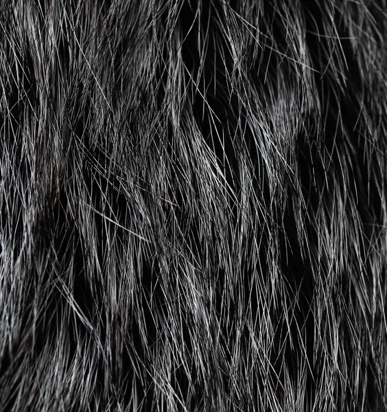 Black fur Stock Photos, Royalty Free Black fur Images